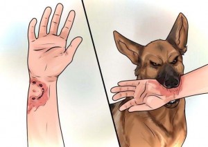 Собаку укусила лягушка: причины, симптомы и лечение [Собаки Dogs]
