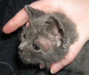 Кошачья чесотка — симптомы и лечение чесотки у котов и кошек