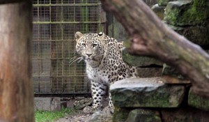 Среднеазиатских леопардов выпустят в дикую природу