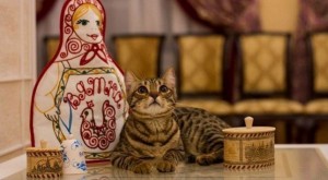 Кошка Вятка стала «лицом» туристического фотоконкурса