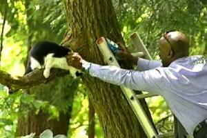 Тележурналист вызволил кошку, пробывшую на дереве в течение 8 дней
