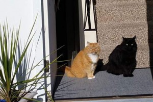 Кошка и ее «тень»: необычная фотография привлекла внимание пользователей