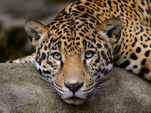 15 июля сочинские леопарды выйдут в дикую природу