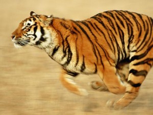 Благотворительный забег в честь амурского тигра пройдет во Владивостоке