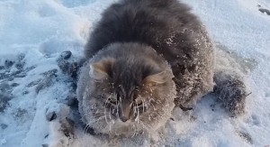 В Златоусте спасли кота, примерзшего ко льду