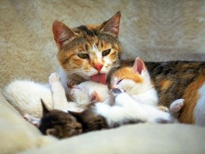 Заботливая мамочка: беременная кошка пришла рожать в роддом