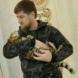 Кошка в розыске: Кадыров просит помощи в поиске кошки
