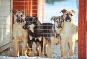 Приют для бездомных животных в Комсомольске-на-Амуре на грани выживания