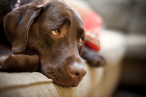 Жители США потратили 7 млрд. долларов в 2015 году на антидепрессанты для собак.