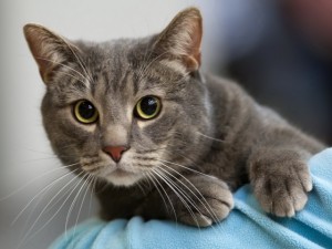 Возвращение блудной кошки: встреча после 12 лет расставания