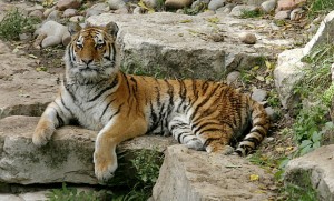 «Мегафон» призывает поддержать возрождение редких пород леопардов и тигров