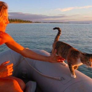 Кошка-путешественница стала звездой Интернета