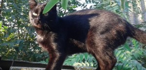 В Британии нашлась кошка, потерянная хозяевами 9 лет назад
