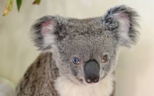 В Австралии коалу с разными глазами назвали в честь Дэвида Боуи