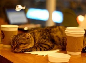 Необычное релакс-кафе с кошками открывается в Нижнем Новгороде