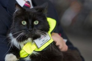Необычный сотрудник: кошка-контролёр на одной из ж/д станций в Англии