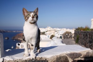 Пара заплатила тысячу фунтов, чтобы привезти домой кота из Греции