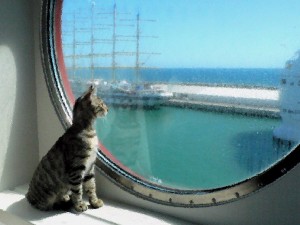 Котёнок – морской путешественник