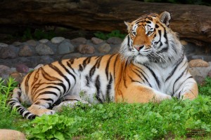 Россия и Китай объединились ради сохранения редких видов тигров и леопардов