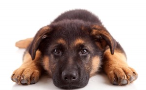 В Перми программа по поиску хозяев для собак набирает обороты