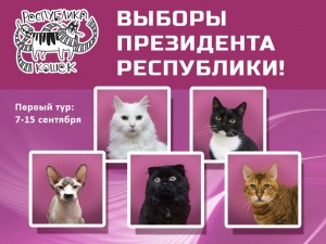Путин среди кошачьих: в «Республике кошек» пройдут президентские выборы