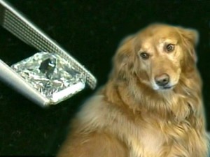 Собака из Мэриленда проглотила бриллиант весом в 3 карата и стоимостью 20,000 долларов