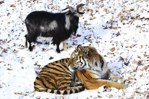Амур и Тимур: тигр козлу больше не товарищ