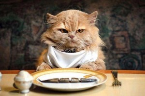 А ваш кот тоже избирателен в еде?