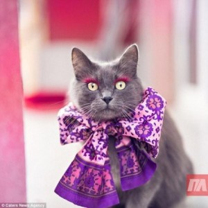 Даже кошка может выглядеть модно: в Румынии животное покорило Instagram