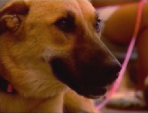 Герой Войны, собака по кличке Цель (Target), непредумышленно предана эвтаназии в приюте