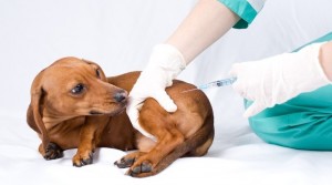 Вакцинация полным ходом: в Кировской области привито более 100 тыс. домашних животных