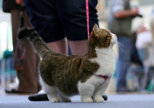 В Казани представлены редкие экземпляры кошек
