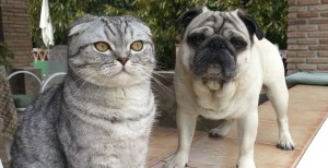 Аккаунт мопса и кота в Instagram набрал 25 000 подписчиков