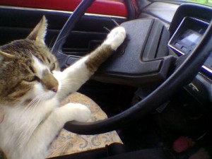 Кот автостопщик 