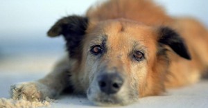 Ни одно животное не пострадает: в Ростове запретили убивать бездомных животных