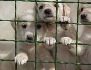В Южном Бутово пройдет благотворительная акция для животных