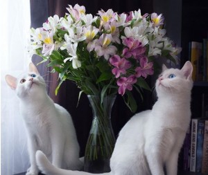 Кошки-близнецы из Петербурга названы самыми красивыми в мире