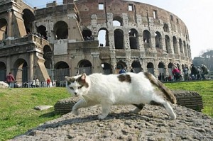 Кошки спасут Рим: в Италии планируют всерьез бороться с крысами