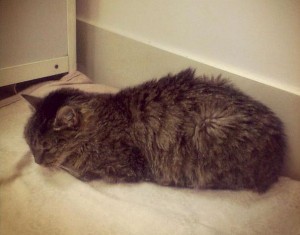 В пресс-службе ХК «Адмирал» опровергли слухи о тяжелой болезни кошки Матроски