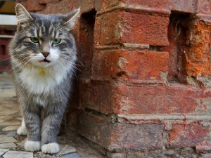 В Башкирии посчитали бездомных кошек и собак