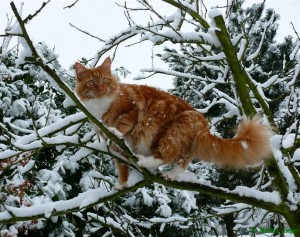 В Ульяновске кошка просидела на дереве больше суток