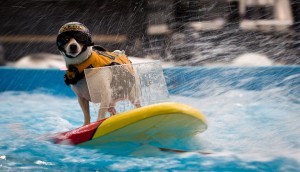 Чиби – искательница приключений. Собака из Флориды катается на водных лыжах и мотоцикле