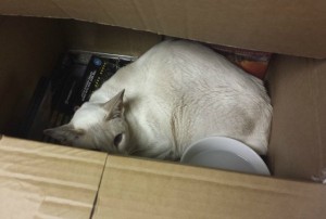 Кошка с доставкой на дом: в Британии животное провело 8 дней в посылке с DVD