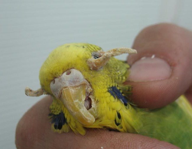 Очинный клещ у волнистого попугая фото