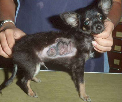 дерматомикоз на боку у собаки