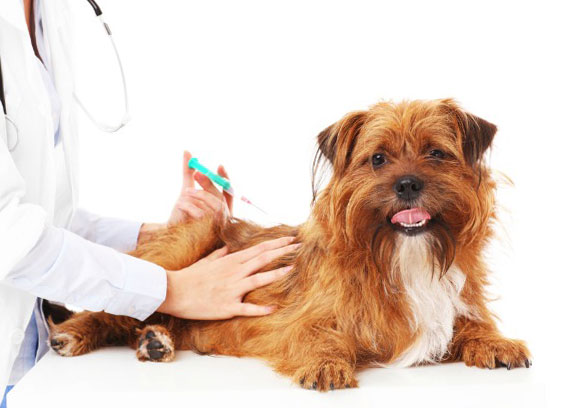 вакцинация собак и щенков