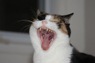 кошка зевает широко открыв пасть