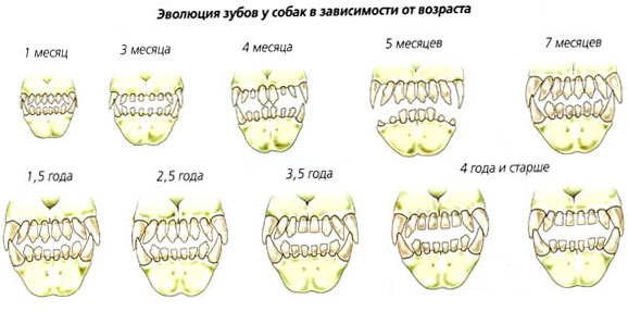 ветеринарная стоматология