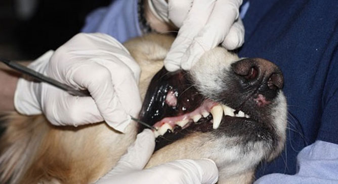 стоматология для животных