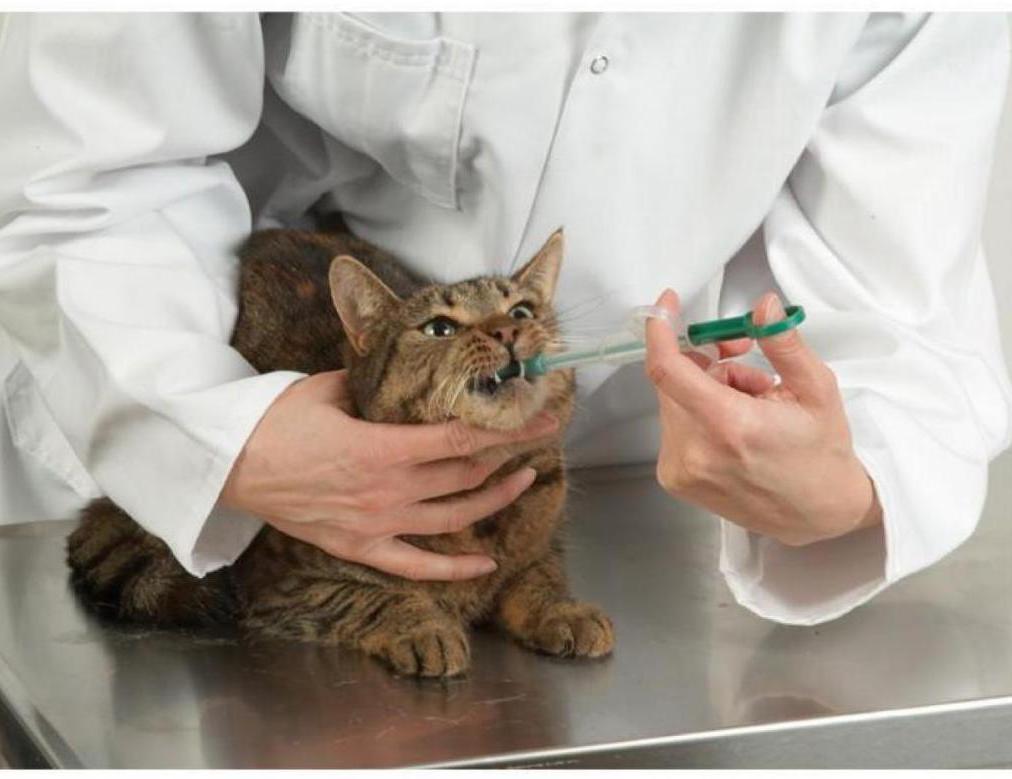 Лечение кошек в домашних условиях